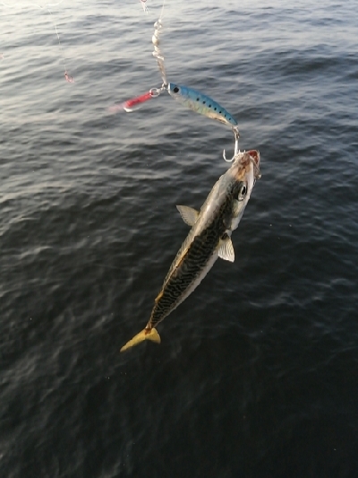 サバとえんぴつサヨリ