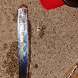 ちょっと成長した刀