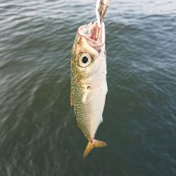 初めてのサヨリ釣り