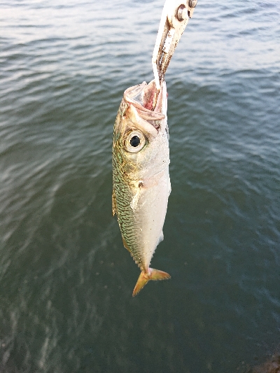 初めてのサヨリ釣り