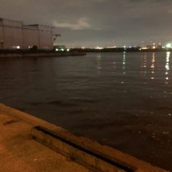 アジ探し南港。撃沈。