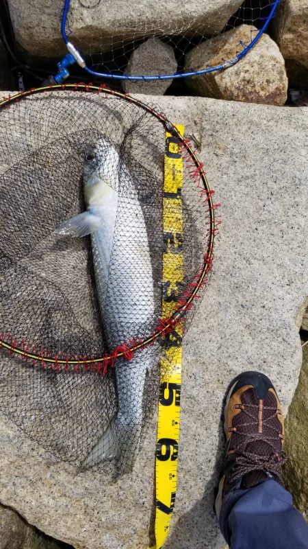 ボラリストになった。　狙えばビッグファイト…