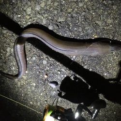 タチウオ不発