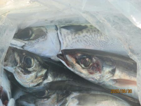 アジ、サバ、スルメイカ　クーラー満タン(^…