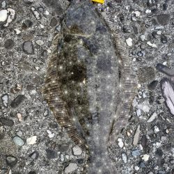 夕マズメで2ヶ月振りのヒラメ