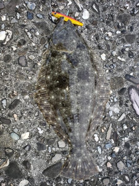 夕マズメで2ヶ月振りのヒラメ