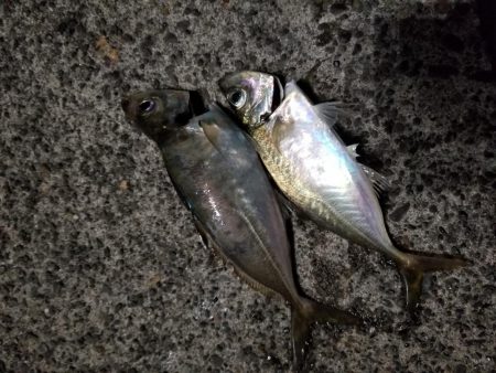 久しぶりのアジング&タコ