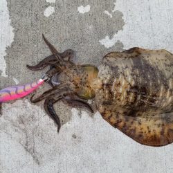 エギング 高知 福島港え