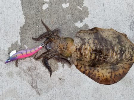 エギング 高知 福島港え