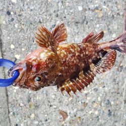 小物がぼちぼち