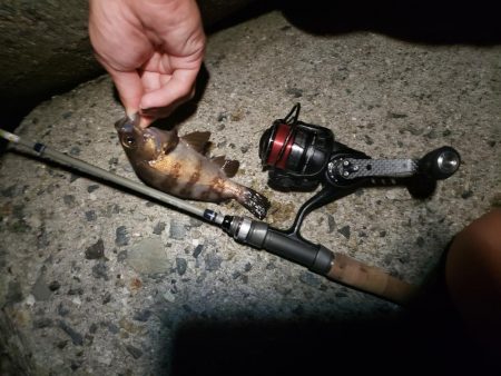 仕事の合間にアジング