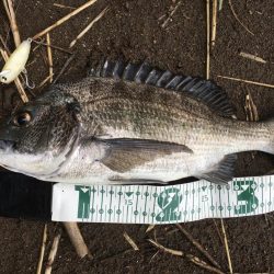 A.P.P ルアーシリーズにてチヌ 連続ヒット!