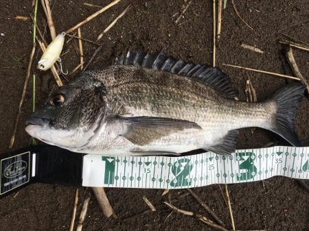 A.P.P ルアーシリーズにてチヌ 連続ヒット!