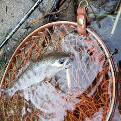 7寸まででした。