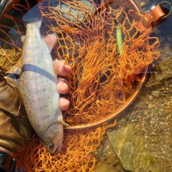 渇水で低活性( ノД`)…