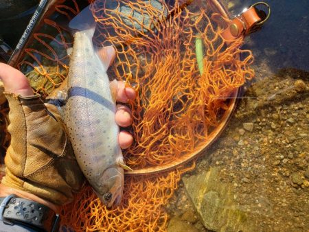 渇水で低活性( ノД`)…