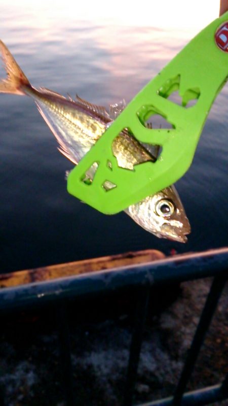 夏休みファミリーフィッシング