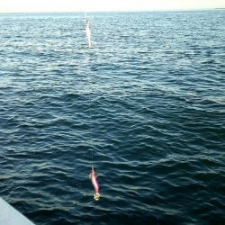 ケンサキイカGet出来ました♪