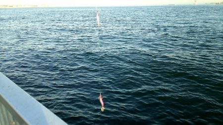 ケンサキイカGet出来ました♪