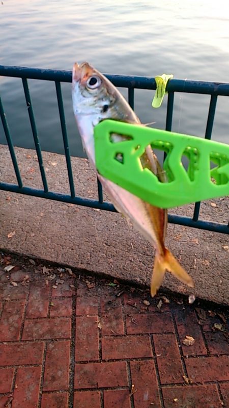 続 ファミリーフィッシング