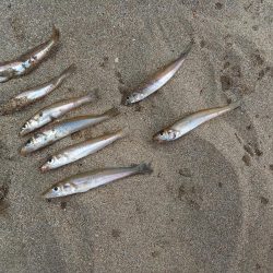 ショアジギング&キス釣り