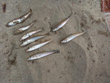 ショアジギング&キス釣り