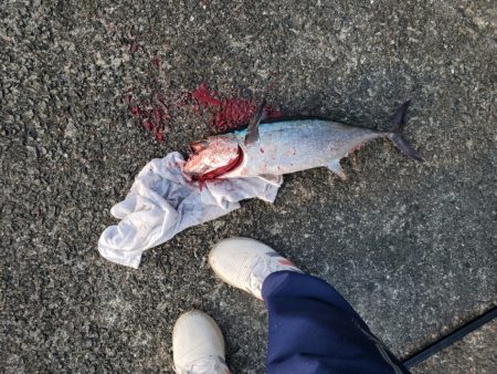 魚種たくさん。