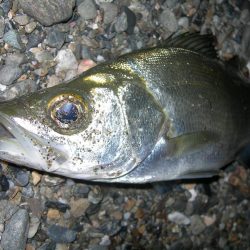 サーフ絡みでトップウォータープラグにヒラセイゴ