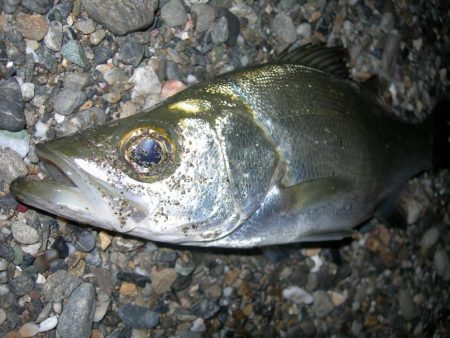 サーフ絡みでトップウォータープラグにヒラセイゴ