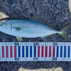 かご釣りチヌ&ショアジギングツバス