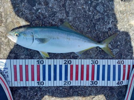 かご釣りチヌ&ショアジギングツバス