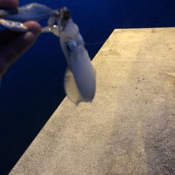 イカ釣り