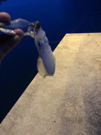 イカ釣り