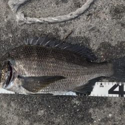 イチノ兄弟、釣果！