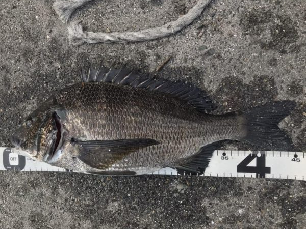 イチノ兄弟、釣果！