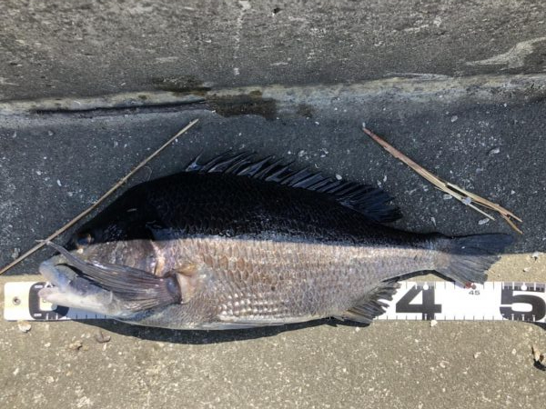 イチノ兄弟、釣果！