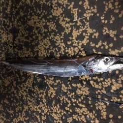 陸っぱりからまさかの銀色サイボーグ