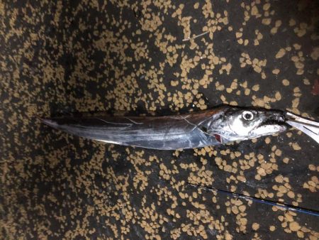 陸っぱりからまさかの銀色サイボーグ