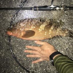 また食べたくなりました