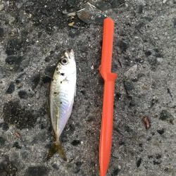 バラティな魚種