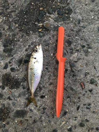 バラティな魚種