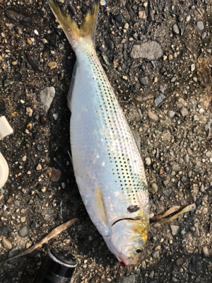 アジを求めて豊浜へ‼…