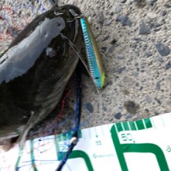 まさかのナマズ