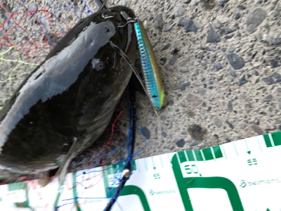 まさかのナマズ