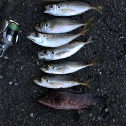 サーベリングからのアジング