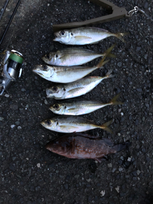 サーベリングからのアジング