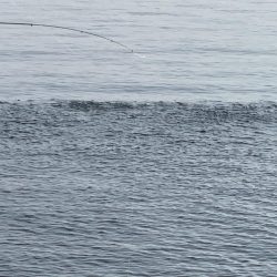 久しぶりのアジ