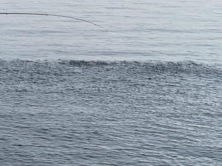 久しぶりのアジ