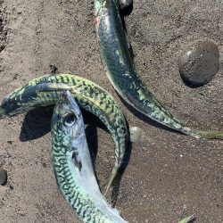 ライトジギング