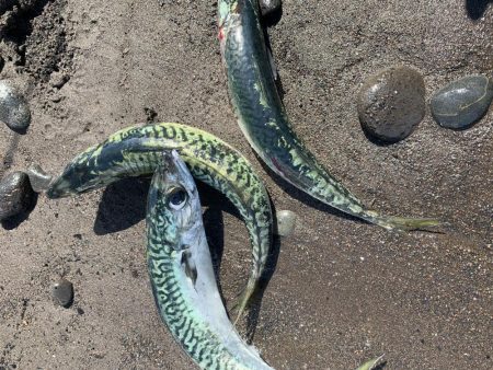 ライトジギング